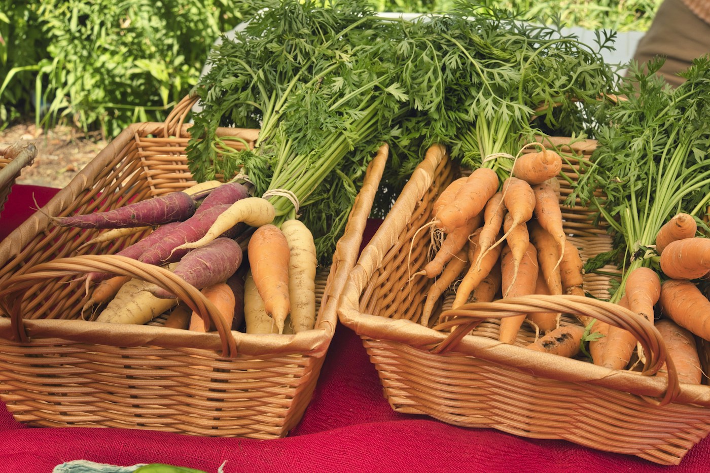 Des paniers remplis de carottes colorées et de leurs fanes